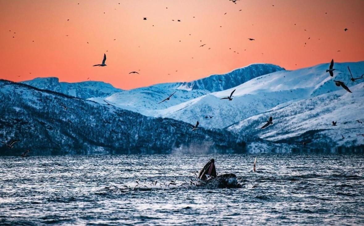 Arctic Loft Leilighet Skjervoy Eksteriør bilde